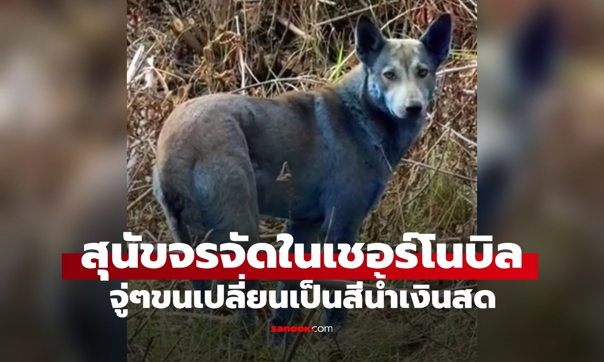 ปริศนา "สุนัขจรจัด" ในเชอร์โนบิล จู่ๆ เปลี่ยนเป็นสีน้ำเงินทั้งตัว จนท.ดูแลงงตาแตก! (มีคลิป)