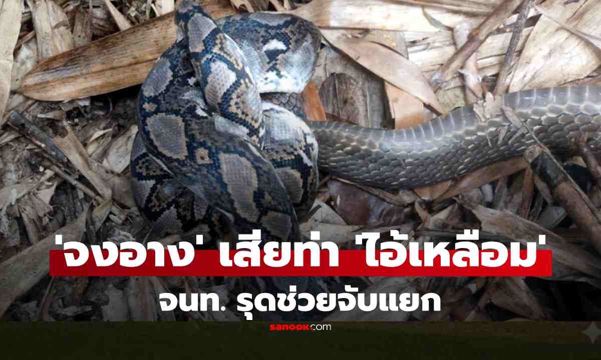 หาดูยาก! 'จงอาง' เสียท่าถูก 'ไอ้เหลือม'  รัดปลิ้นหน้าบ้าน ชาวบ้านผวาแจ้ง จนท.จับแยก