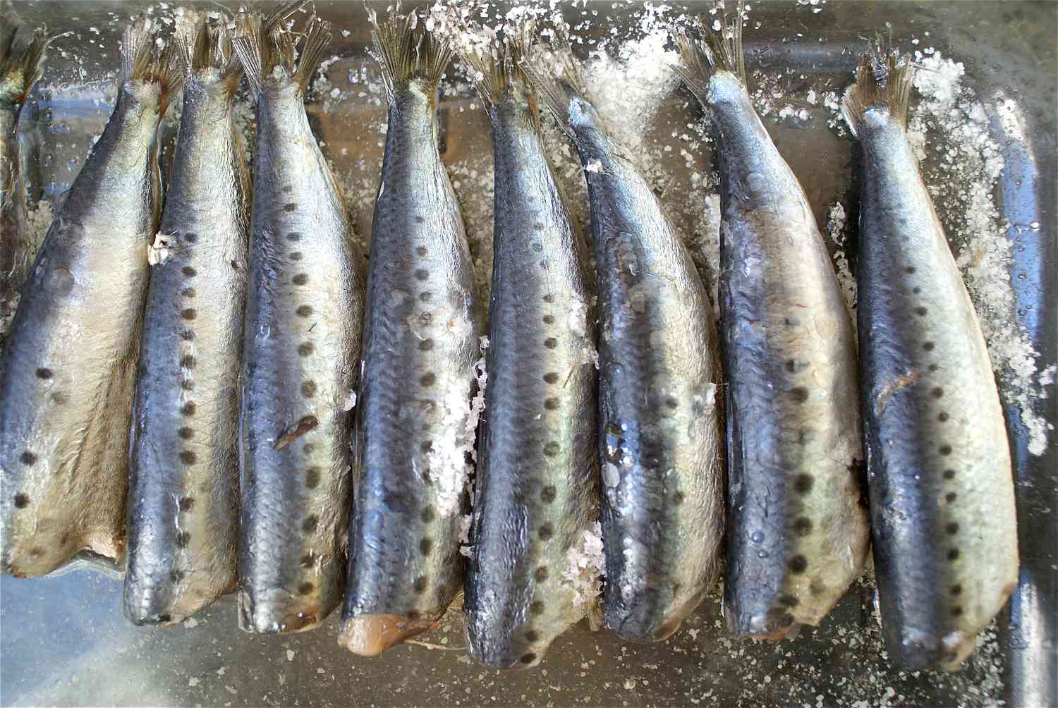 sardinescuring-56a5b0e35f9b58