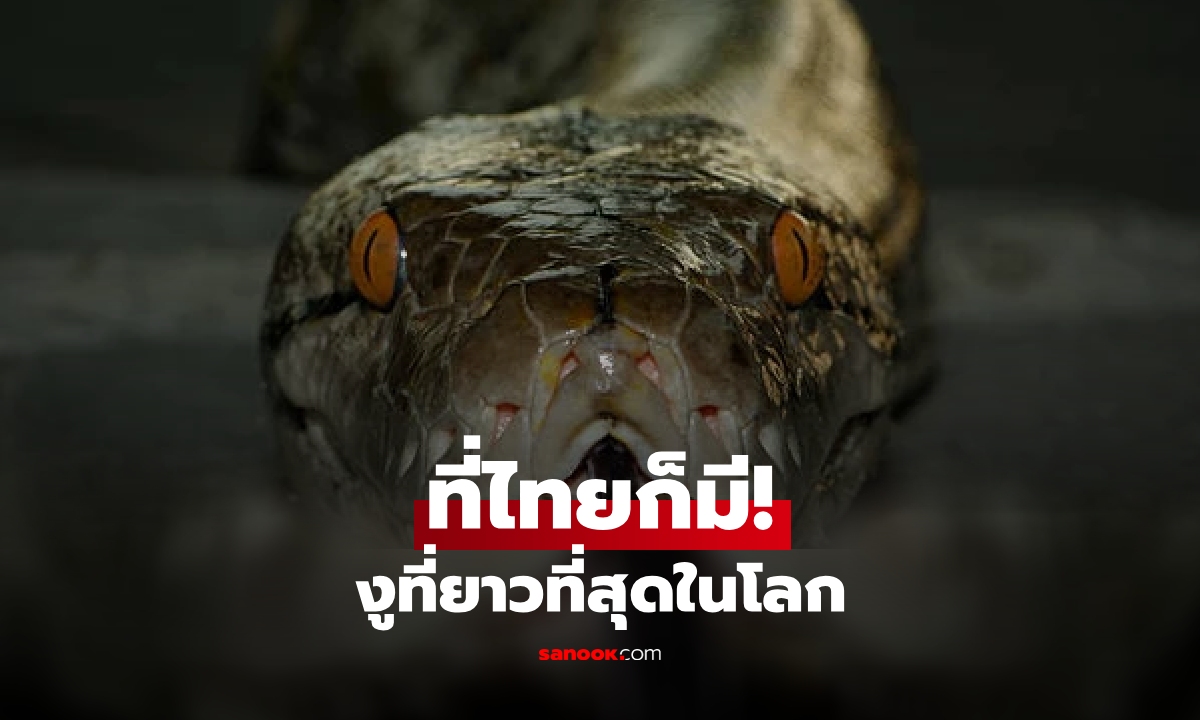 ไทยก็มี! งูสายพันธุ์ที่ "ยาวที่สุดในโลก" ทำลายสถิติเกือบ 10 เมตร ลำตัวใหญ่เท่ารถมินิบัส