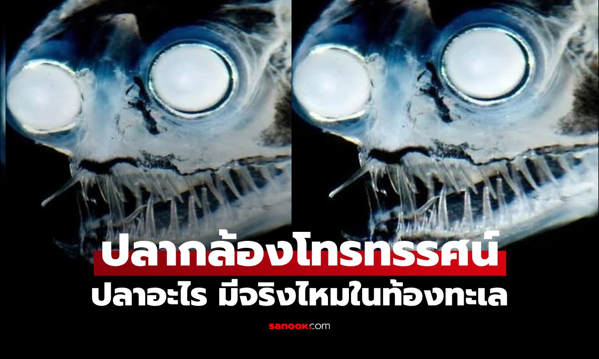 "ปลากล้องโทรทรรศน์" ปลาอะไร มีจริงไหมในท้องทะเล