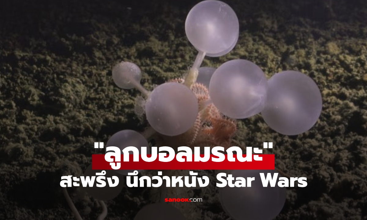 ช็อกนักวิทย์! ค้นพบ "ลูกบอลมรณะ" สิ่งมีชีวิตเหมือนหลุดจากหนัง Star Wars ที่ก้นทะเลลึก