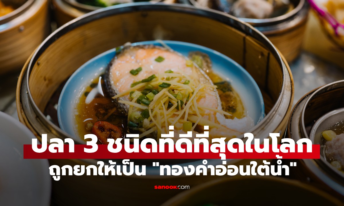ปลา 3 ชนิด "ปลาที่ดีที่สุดในโลก" ถูกยกให้เป็น "ทองคำอ่อนใต้น้ำ" ที่ไทยมีทุกอย่าง!