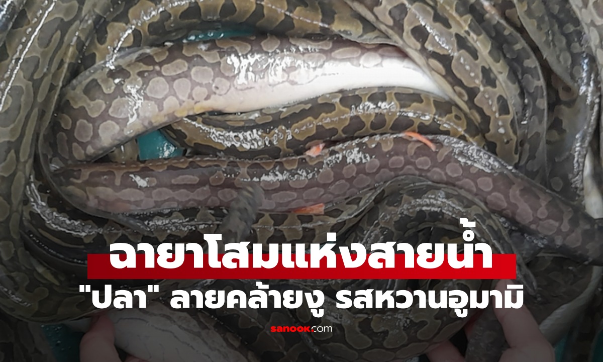 ปลาที่มีลายคล้ายงู ฉายา "โสมแห่งสายน้ำ" เนื้อหวานอร่อย อูมามิเหมือนผงชูรส