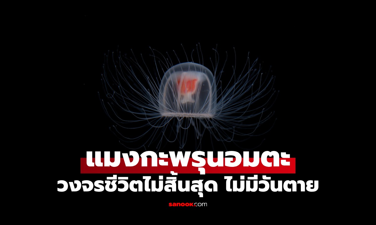 รู้จัก "แมงกะพรุนอมตะ" สัตว์โกงความตาย ย้อนวัยเป็นเด็กได้ใหม่ วงจรชีวิตไม่สิ้นสุด