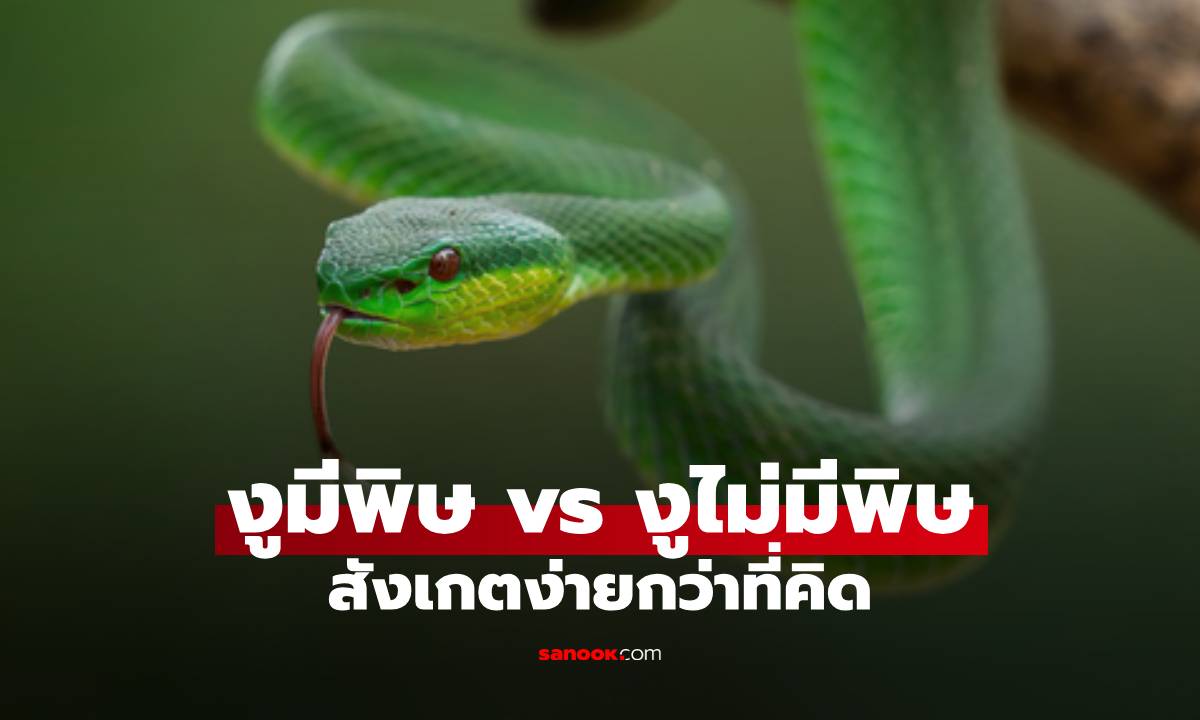 งูมีพิษ vs งูไม่มีพิษ แยกยังไงให้ปลอดภัย สังเกตง่ายกว่าที่คิด