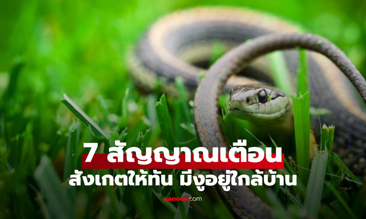 งูมาไม่รู้ตัว! สังเกตให้ทัน 7 สัญญาณที่บอกว่ามีงูอยู่ใกล้บ้าน