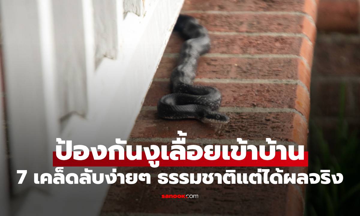 7 เคล็ดลับง่ายๆ ป้องกันงูเลื้อยเข้าบ้าน ใช้วิธีธรรมชาติแต่ได้ผลจริง