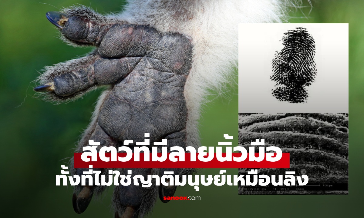 รู้หรือไม่ สัตว์ชนิดเดียวที่มี "ลายนิ้วมือ" เหมือนมนุษย์เป๊ะ ทั้งที่บรรพบุรุษไม่ใช่ญาติกัน