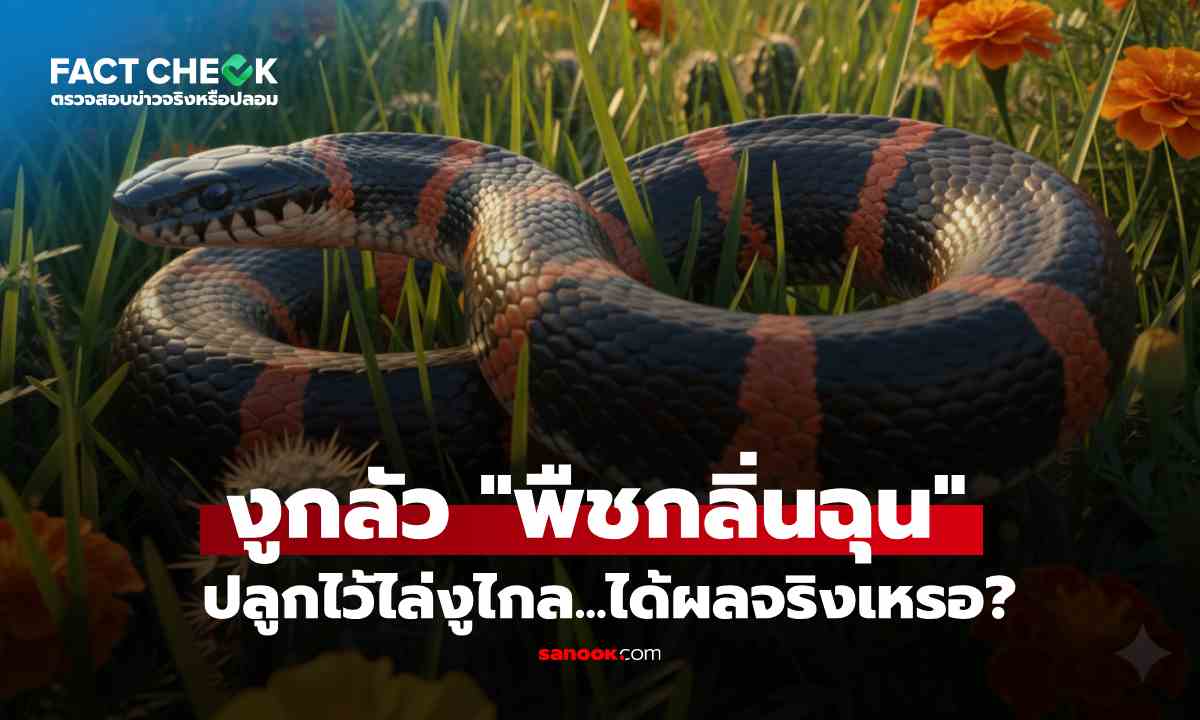 เช็กข่าวชัวร์ : โซเชียลแชร์ ปลูกไม้กลิ่นฉุน "ไล่งูได้" วิทยาศาสตร์ หรือแค่ความเชื่อ ?