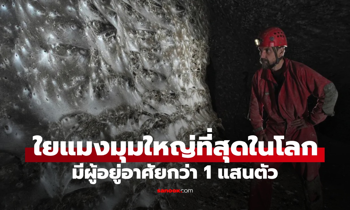 การค้นพบสุดสะพรึง “ใยแมงมุมใหญ่ที่สุดในโลก” มีผู้อยู่อาศัยกว่า 1 แสนตัว