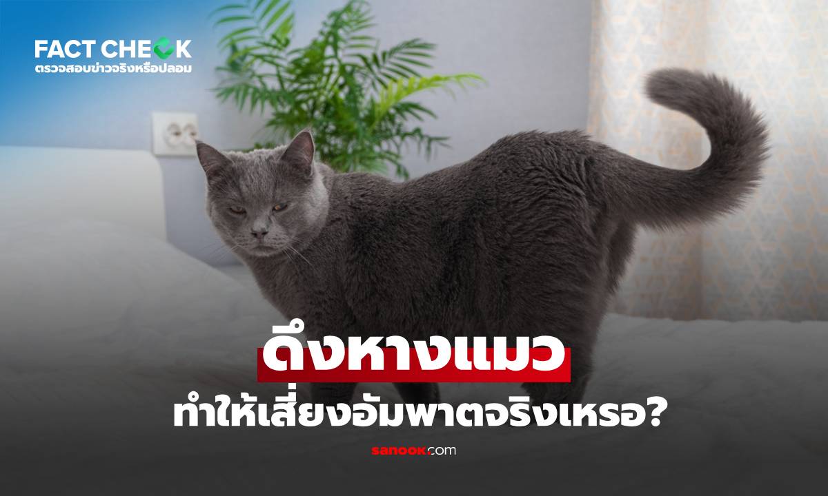 เช็กข่าวชัวร์ : ดึงหางแมว ทำให้เสี่ยงอัมพาตจริงเหรอ?