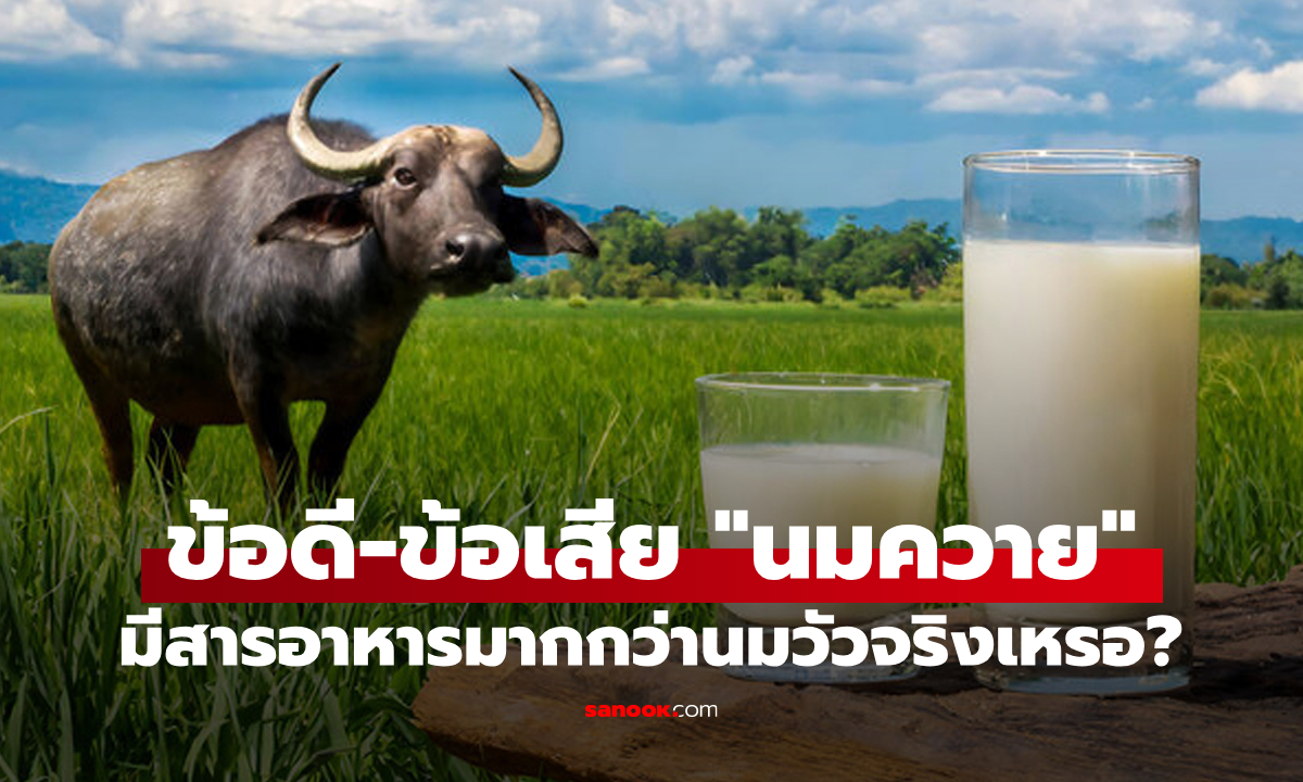 ข้อดี-ข้อเสียของ "นมควาย" มีสารอาหารมากกว่านมวัวจริงเหรอ? แล้วเหมาะกับใครบ้าง?