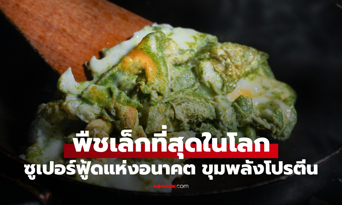 พืชเล็กที่สุดในโลก "อาหารแห่งอนาคต" ขุมพลังโปรตีน ซูเปอร์ฟู้ดบำรุงสมอง