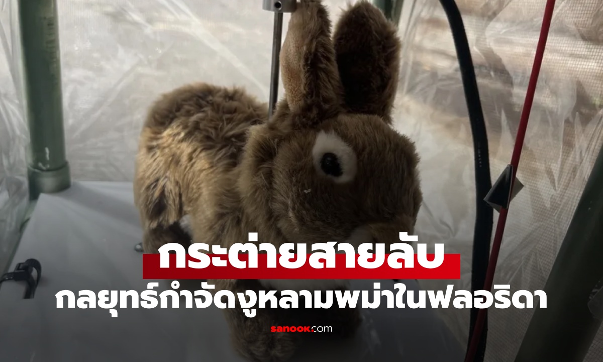 ผุดกลยุทธ์ "กระต่ายสายลับ" กำจัดงูหลามพม่า สัตว์ต่างถิ่นรุกรานฟลอริดา