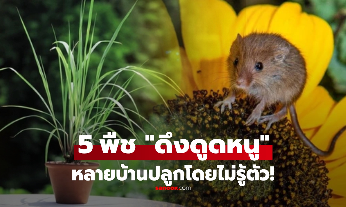 เปิดชื่อ 5 พืช "ดึงดูดหนู" ขนลุกเลย! เพราะหลายครอบครัวปลูก เชื้อเชิญมันเข้าบ้านไม่รู้ตัว