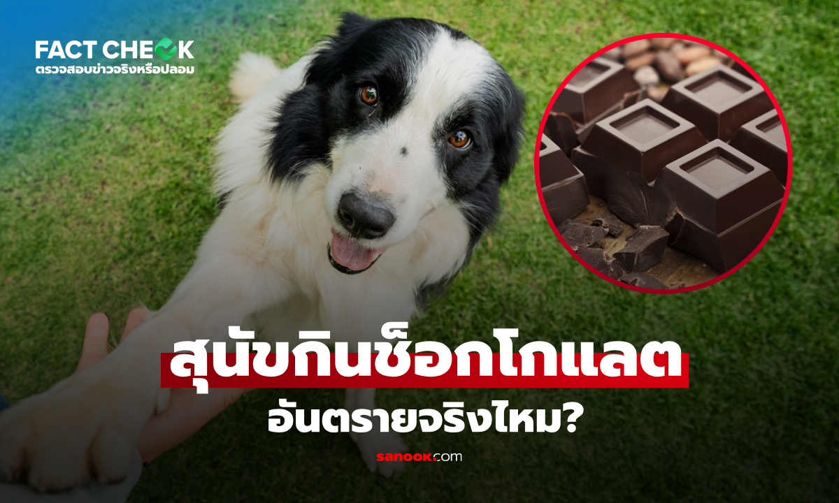 เช็กข่าวชัวร์ : ช็อกโกแลต ของหวานสุดอร่อยของมนุษย์ เป็นอันตรายต่อสุนัขจริงหรือไม่