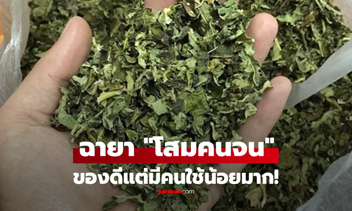 ใบไม้ที่ต่างชาติอวย 