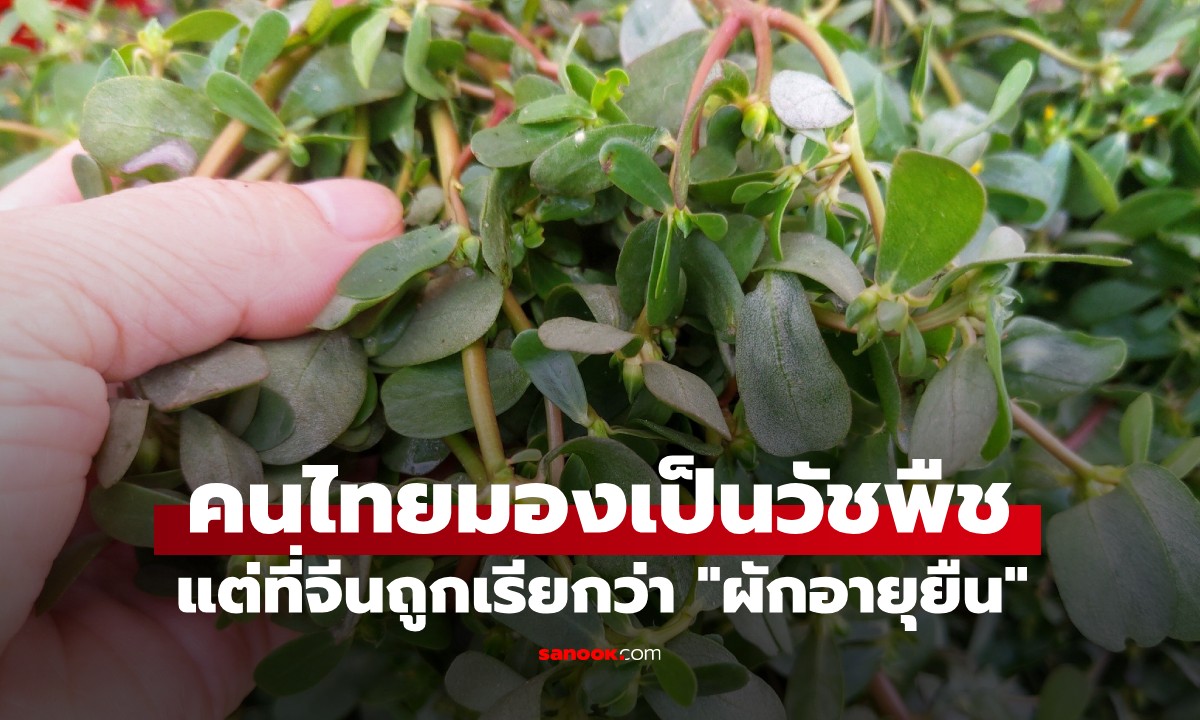 คนจีนเรียกว่า "ผักอายุยืน" แต่กลับถูกมองข้าม คนไทยมองเป็นวัชพืช มักโดนถอนทิ้ง
