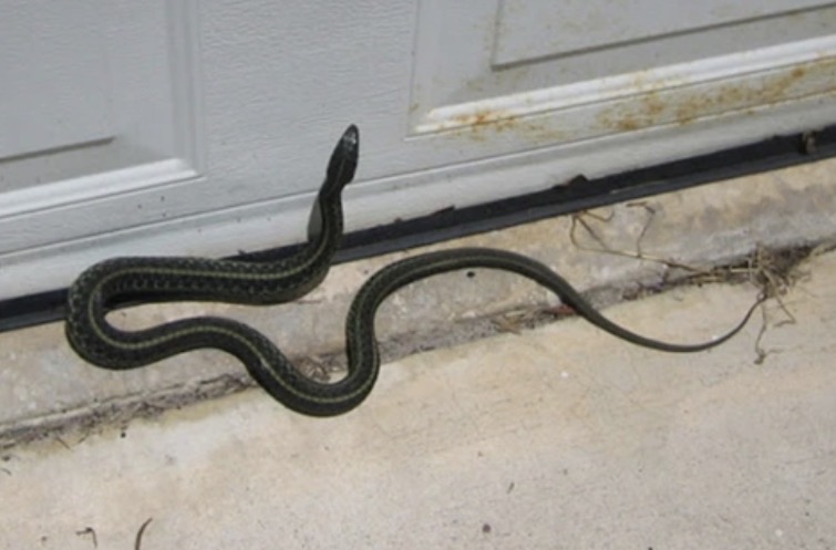 ปกติ “งูเข้าบ้าน” ตอนกลางวันหรือกลางคืน? รู้ไว้แต่เนิ่นๆ จะได้ไม่เสียใจเมื่อสายไป!