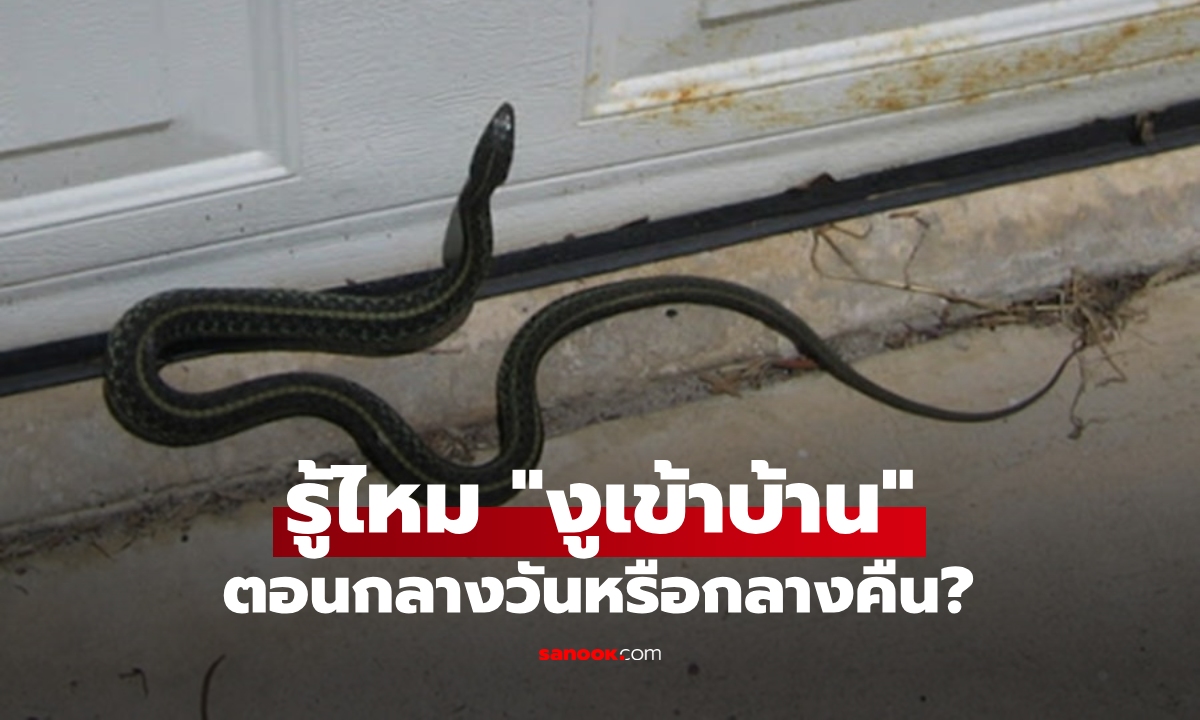 ปกติ “งูเข้าบ้าน” ตอนกลางวันหรือกลางคืน? รู้ไว้แต่เนิ่นๆ จะได้ไม่เสียใจเมื่อสายไป!