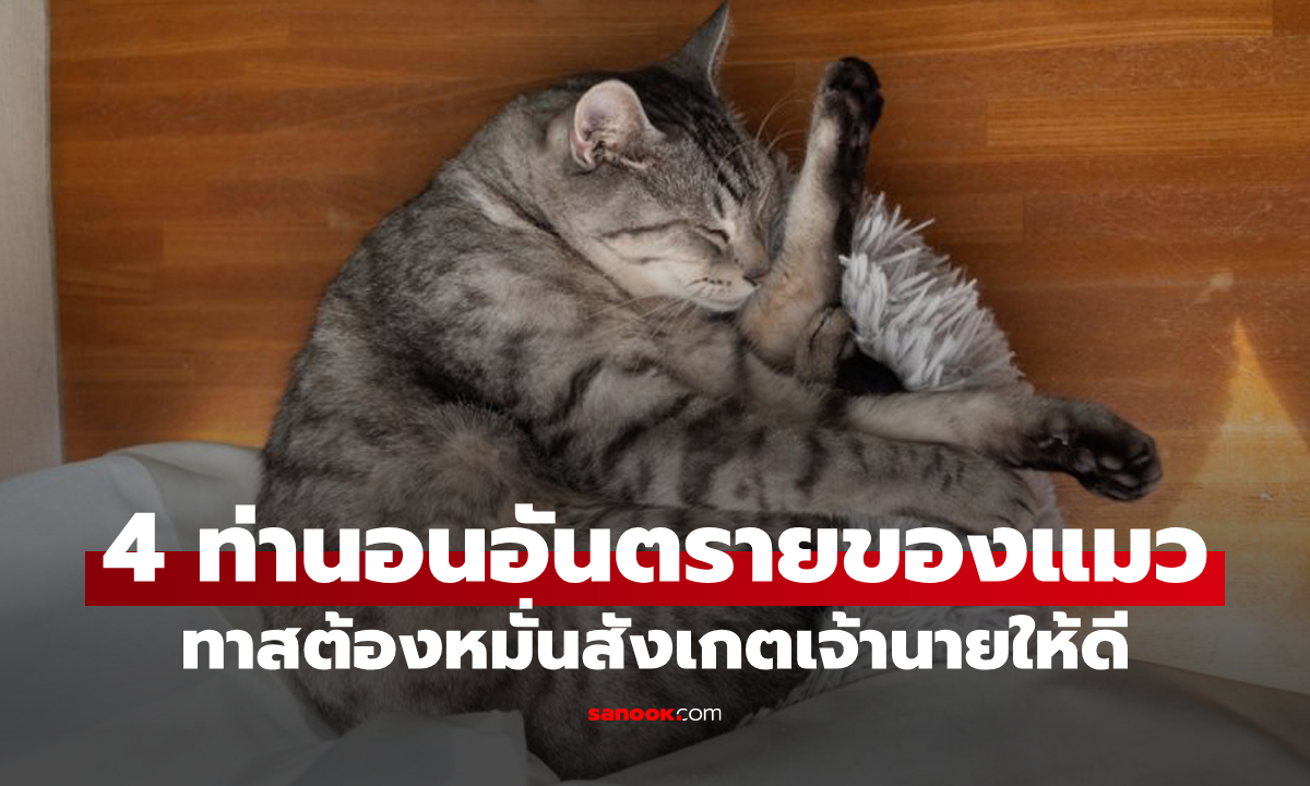 เตือนทาสแมว! "4 ท่านอนสุดอันตราย" ที่คุณเห็นว่าน่ารัก แต่อาจเป็นสัญญาณร้ายของโรคที่มองข้ามไม่ได้