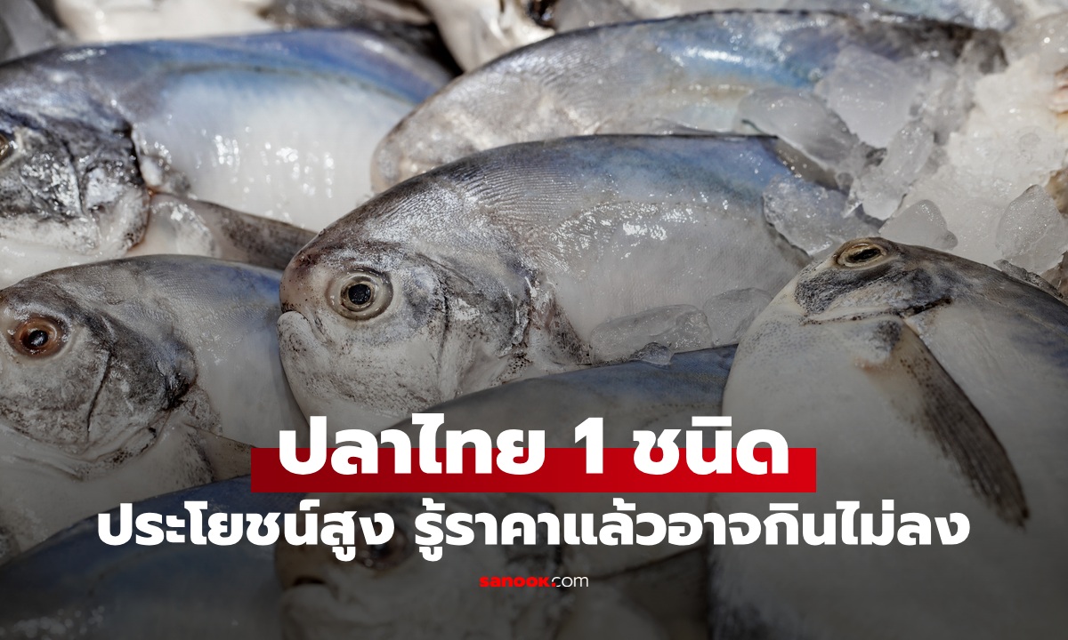 ปลาไทยฉายา "ราชาปลาเนื้ออ่อน" อร่อยประโยชน์สูง แต่รู้ราคาแล้วอาจกินไม่ลง