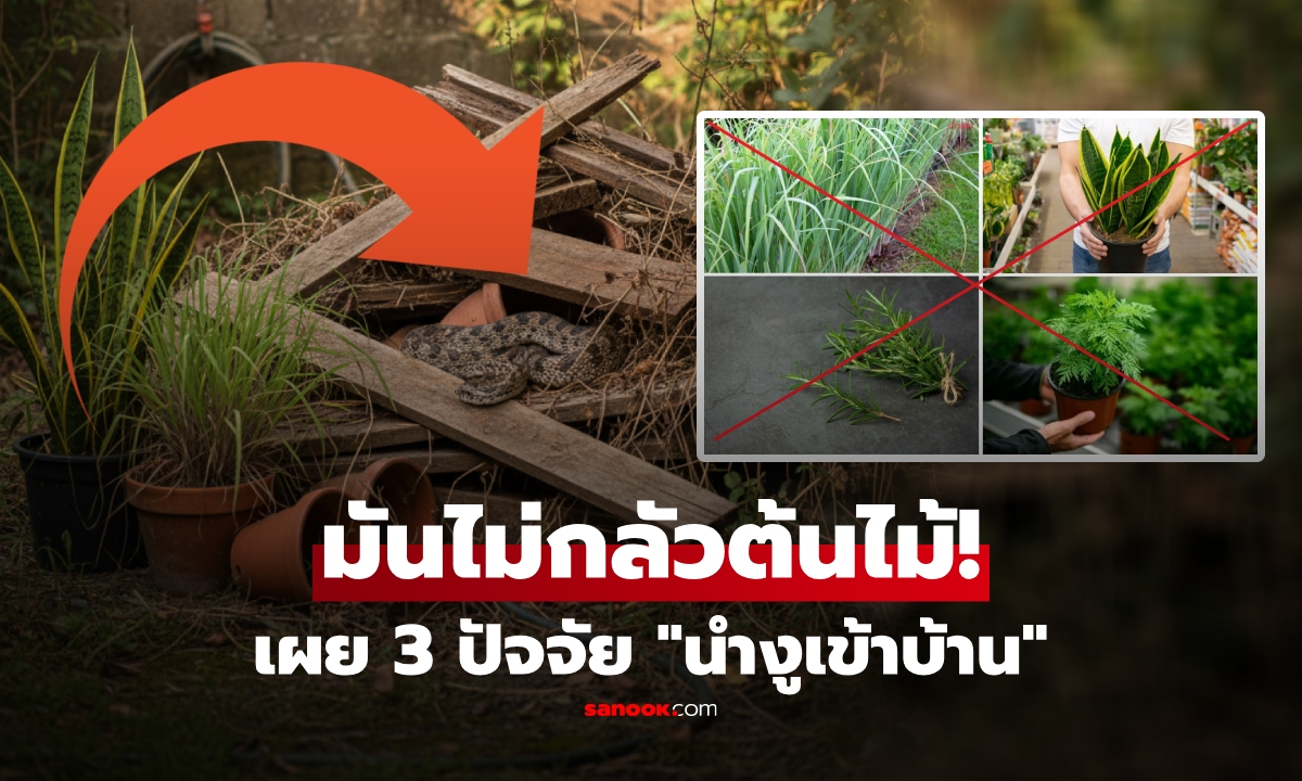 ต้นไม้ไม่ช่วย! อ.เจษฎ์ ชี้ 3 ปัจจัยที่ "นำงูเข้าบ้าน" พร้อมวิธีป้องกันให้ถูกจุด