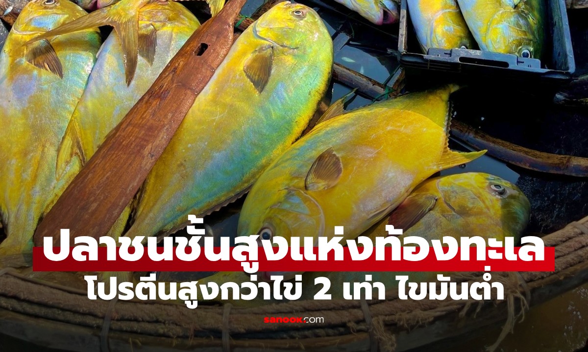 ปลาที่ได้ฉายา "ปลาชนชั้นสูง" แห่งท้องทะเล โปรตีนสูงกว่าไข่ 2 เท่า ไขมันต่ำ