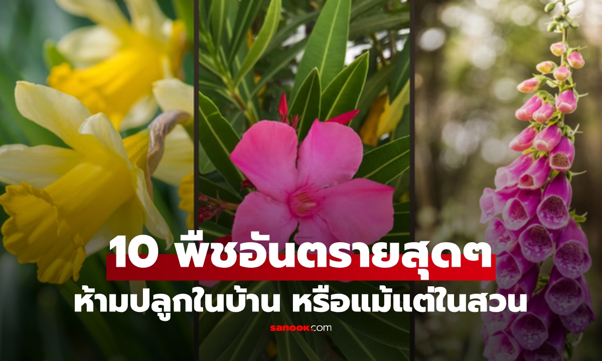 เปิด 10 พืชอันตรายสุดๆ "สวยแต่มีพิษ" ห้ามปลูกในบ้าน หรือแม้แต่ในสวน!
