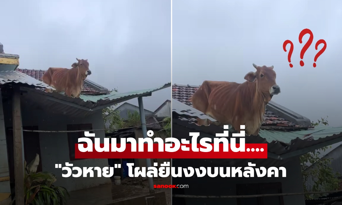 คลิปไวรัลน้ำท่วม "วัวลอยหาย" โผล่บนหลังคา ยอดวิวทะลุ 10 ล้าน เกิดอะไรขึ้นต่อจากนั้น?!