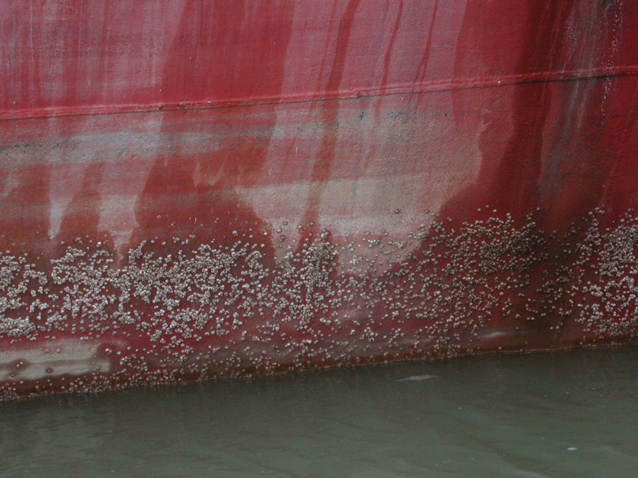 barnacle-fouling-on-ship-hull