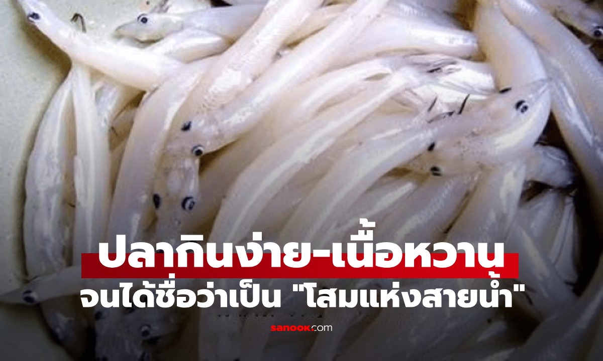 ปลาบำรุงกำลัง กินง่ายเนื้อหวาน ก้างนิ่มกินได้ทั้งตัว ได้ชื่อ "โสมแห่งสายน้ำ"