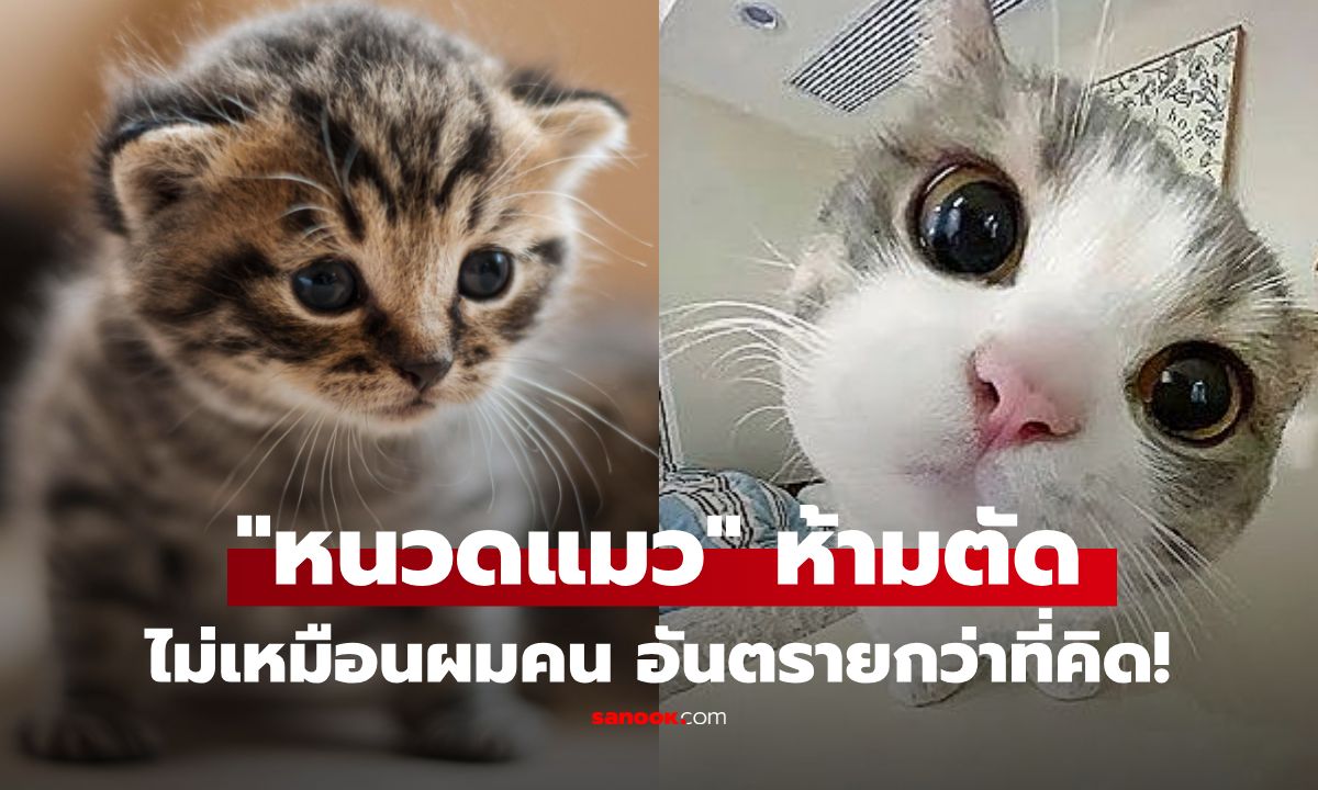 ไขความลับ "หนวดแมว" ไว้ทำอะไร ทำไมห้ามตัด? ทาสคนไหนเผลอตัด...อันตรายกว่าที่คิด!