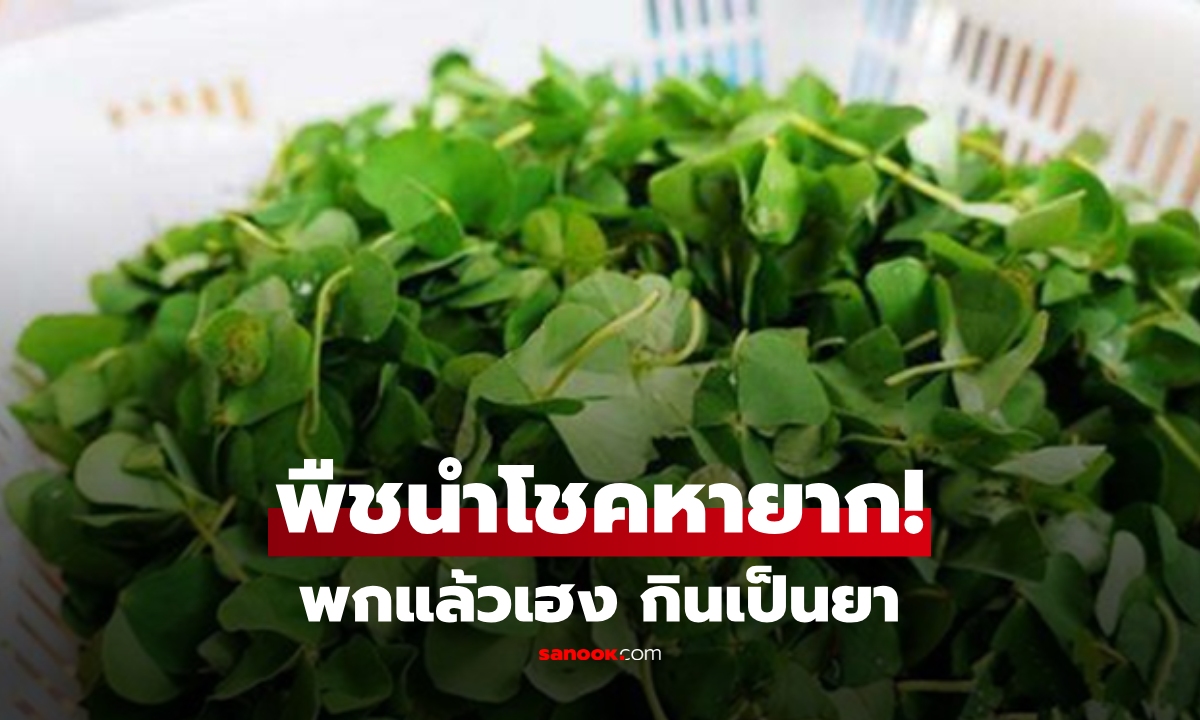 รู้จักไหม? "พืชนำโชค" เชื่อพกไว้แล้วเฮง แต่ถ้ากินจะเป็นยา บำรุงกระเพาะเหมือนโสม!