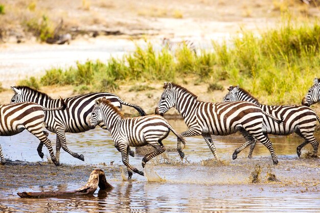 african-zebra-run-serengeti-t