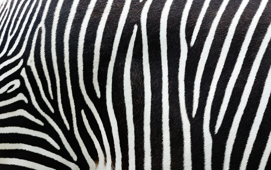 close-up-view-of-zebra-stripe