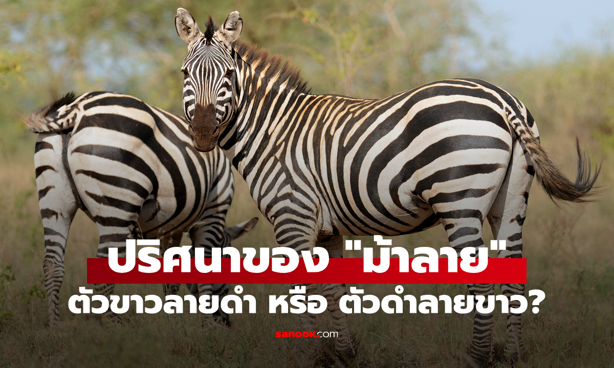 "ม้าลาย" ตัวสีขาวลายสีดำ หรือ ตัวสีดำลายสีขาว?