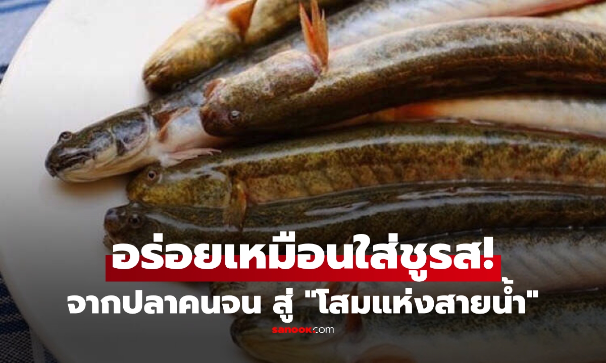 "โสมแห่งสายน้ำ" จากปลาไร้ค่า สู่ยาอายุวัฒนะ สรรพคุณแน่น เนื้อหวานเหมือนใส่ชูรส!