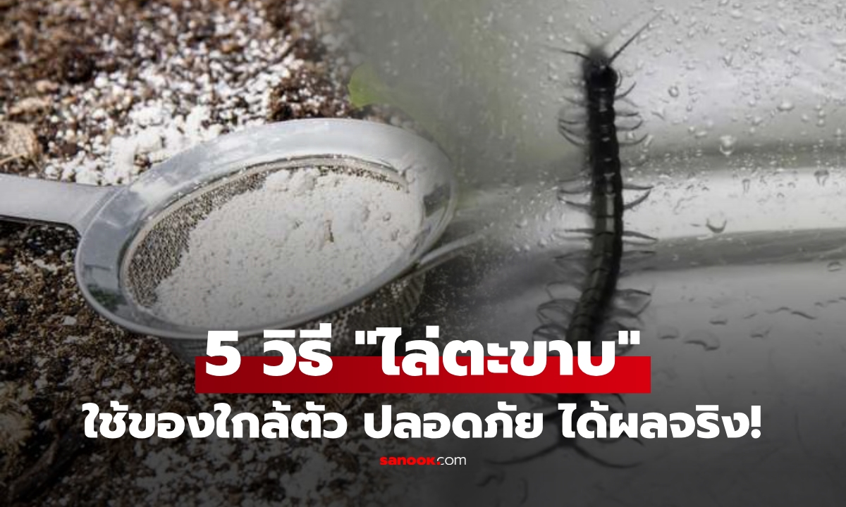 ไปถาวร!! แนะนำ 5 วิธี "ไล่ตะขาบ" ที่ได้ผลที่สุด ใช้ของก้นครัว ปลอดภัย ไม่ต้องฆ่า