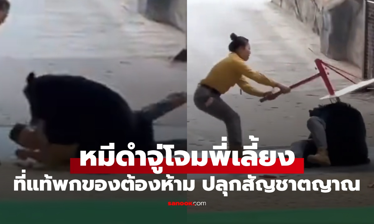 หมีดำแสนรู้ จู่ๆ กระโจนฟัดพี่เลี้ยง ที่แท้พก "ของต้องห้าม" ปลุกสัญชาตญาณสัตว์ป่า