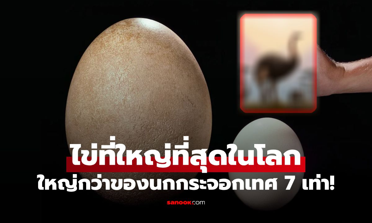 ไข่อะไรใหญ่ที่สุดในโลก? รู้จักไข่นกยักษ์แห่งมาดากัสการ์ ใหญ่กว่าของนกกระจอกเทศ 7 เท่า!