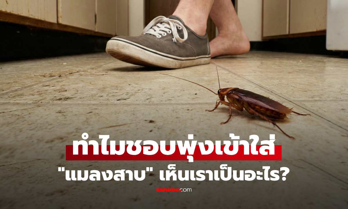 "แมลงสาบ" เห็นเราเป็นอะไร? ทำไมชอบพุ่งใส่ ไม่ใช่แค่บังเอิญ แต่มีเหตุผล