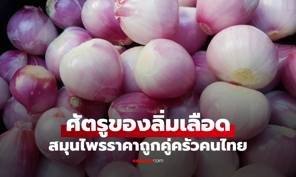 ศัตรูตัวฉกาจของ "ลิ่มเลือด" ดีต่อหลอดเลือดและหัวใจ สมุนไพรราคาถูกคู่ครัวคนไทย