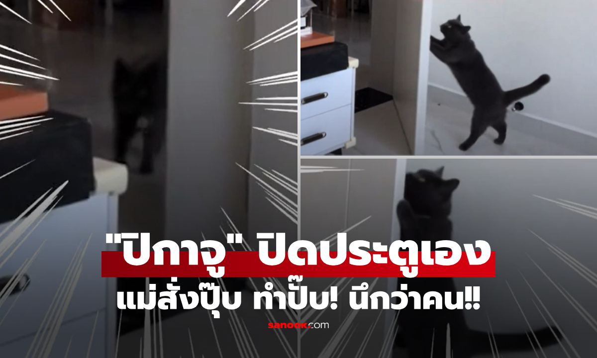 แม่ใช้คุ้มมาก! น้องแมว "ปิกาจู" โชว์สกิลปิดประตู ตรงบรีฟเป๊ะ โปรจนนึกว่าคนสวมชุดมา