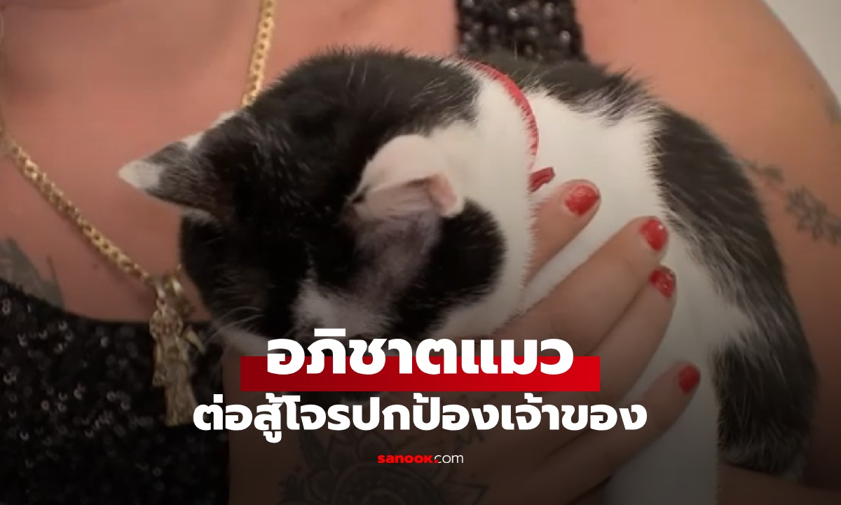 อภิชาตแมว! เจ้าเหมียว "คิตตี้" ต่อสู้โจรปล้นบ้าน ปกป้องเจ้าของจนเกือบเอาชีวิตไม่รอด