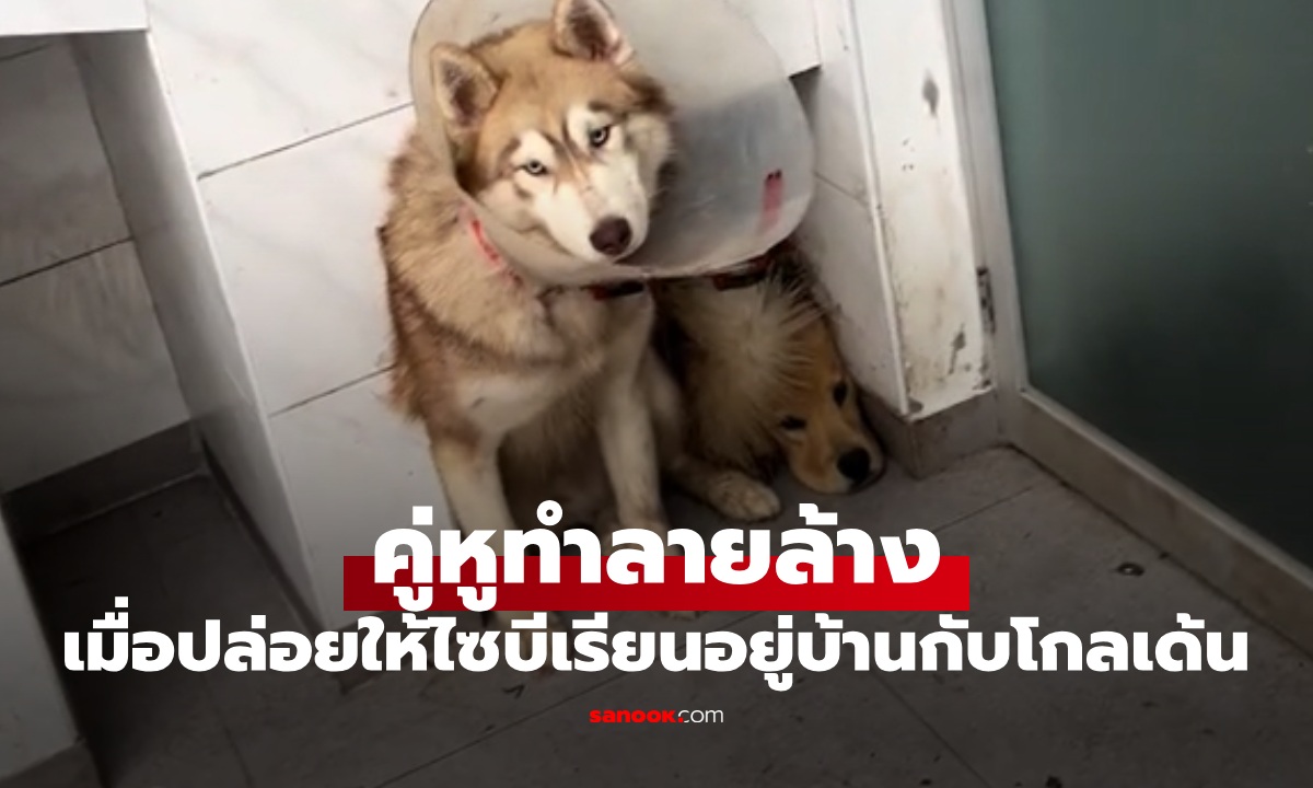 เจ้าของปล่อยให้ "ไซบีเรียน" อยู่กับ "โกลเด้น" กลับมาเจอสภาพบ้านแทบร้องไห้!