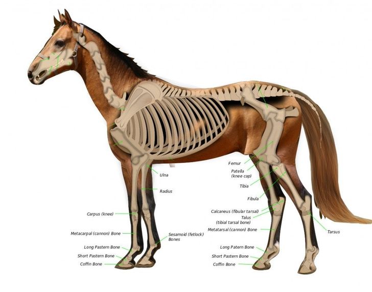 horse-diagram-