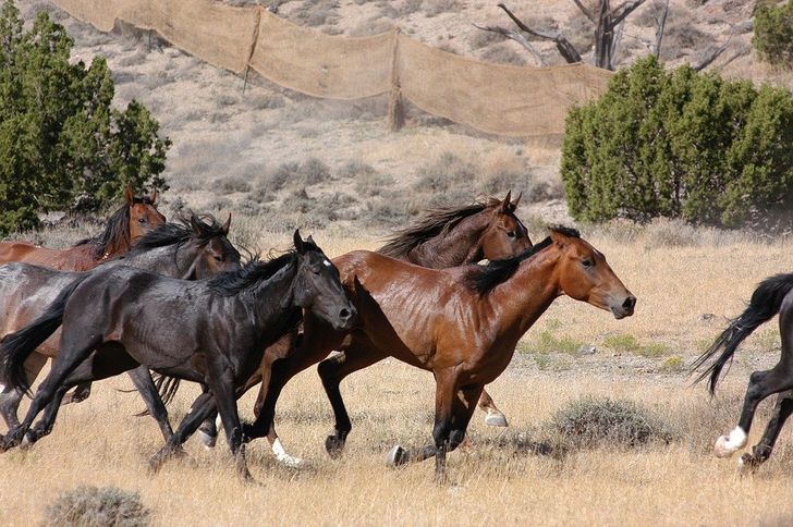 running-horses-herd-in-wild
