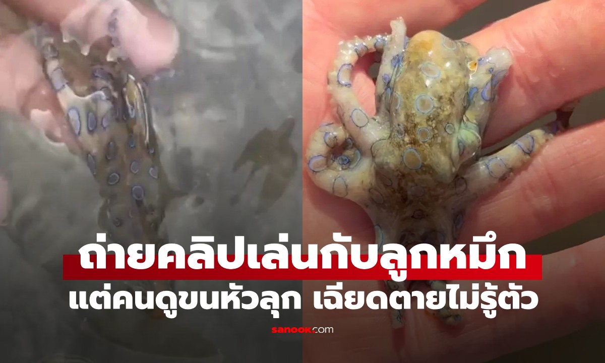 นทท.อังกฤษถ่ายคลิปเล่นกับ "ลูกหมึกน่ารัก" แต่คนดูขนหัวลุก เฉียดตายไม่รู้ตัว!